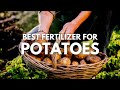 Best Fertilizer for Potatoes | Grow Your Potatoes Organically