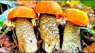 Грибы Гиганты Полянами! Лес Усеян Грибами! Здесь не Ступала Нога Грибника! Сбор грибов 2025