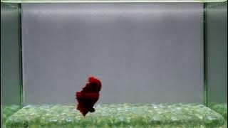 J89 Male Royal Red Emperor HM Premium Grade from Thailand.