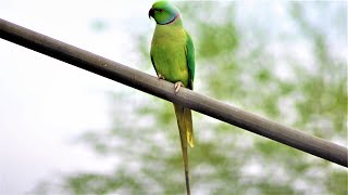 Indian ringneck parrot, صوت ببغاء الدرة في الطبيعة