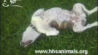 Adopt Francis From Helotes Humane Society