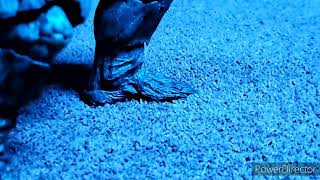 godzilla earth walking/ blue lighting test.