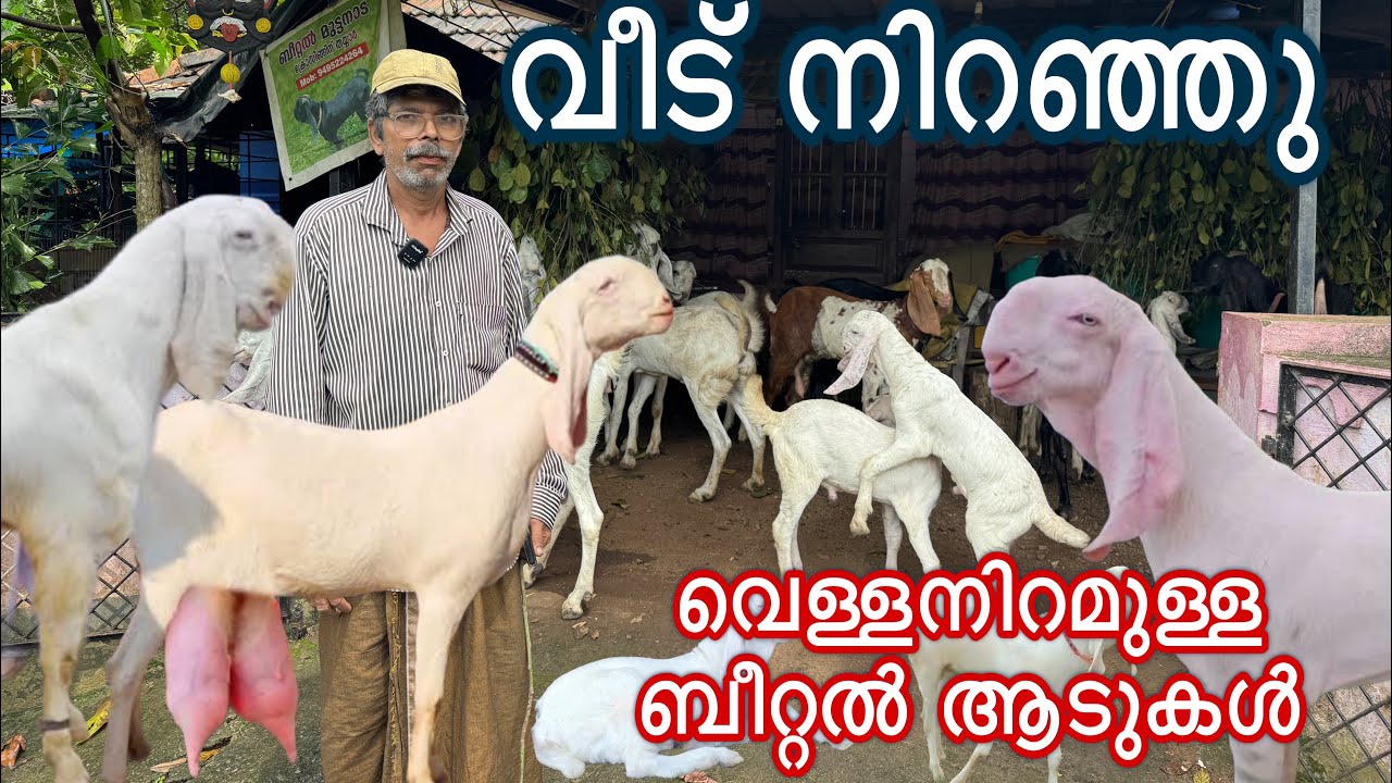 ഒരു വീട് മുഴുവൻ വെള്ളനിറമുള്ള ബീറ്റൽ ആടുകൾക്കൊണ്ട് നിറയുന്നു new goat farming kerala malayalam