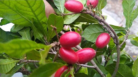 Como cuidar da planta Fruta do Milagre?