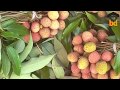 ►3 Kids Buy Litchi with Little Money II Testy and Juicy Fruits Ever II Street Fruit Seller