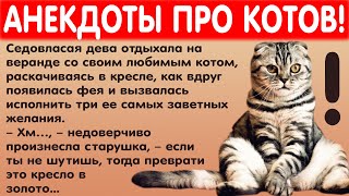 Анекдоты от котиков. Юмор кота - смешные анекдоты короткие и длинные