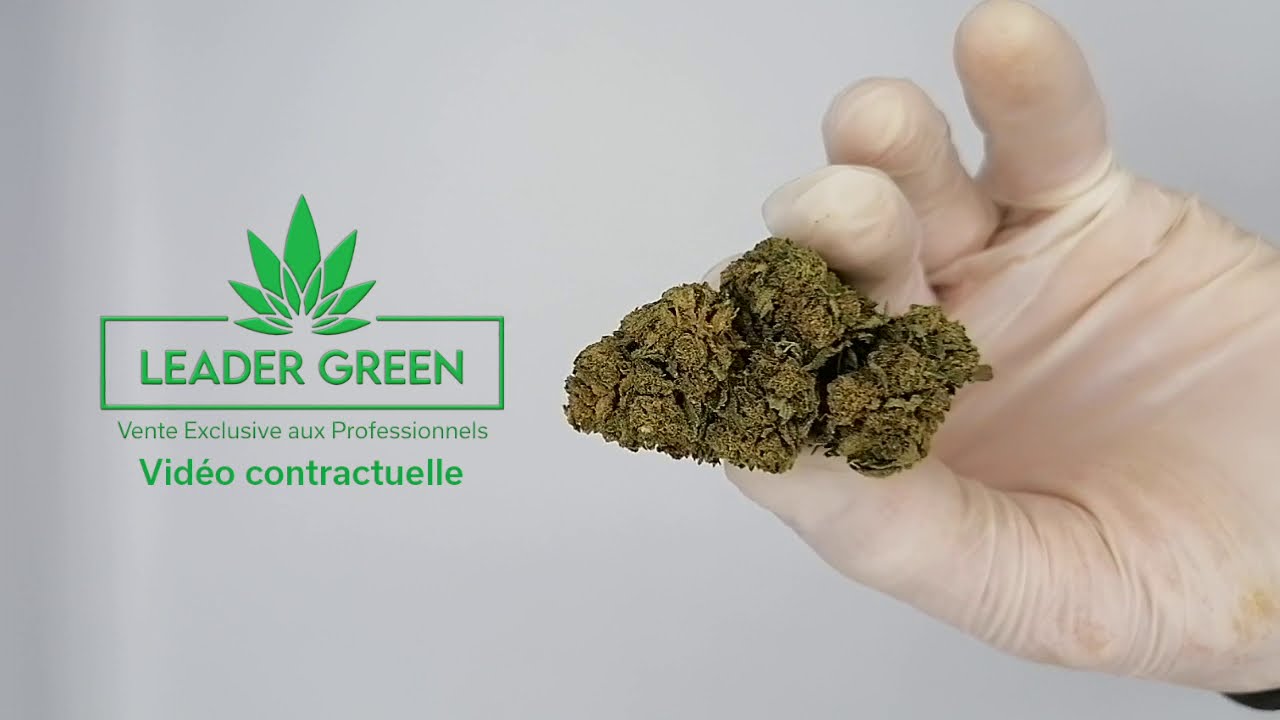 Super Lemon (Fleur de CBD) 2021 LEADER GREEN