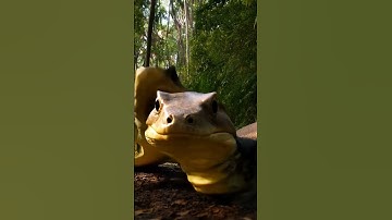 Python vs Monitor Lizard - Tropical Tussle