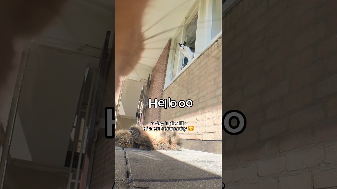 A simple Dutch Cat Community day of Pablo and Diego in the Netherlands 😽