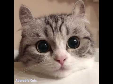 Кошка комару