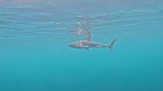 Rare Salmon Shark Sighting at the Farallon Islands