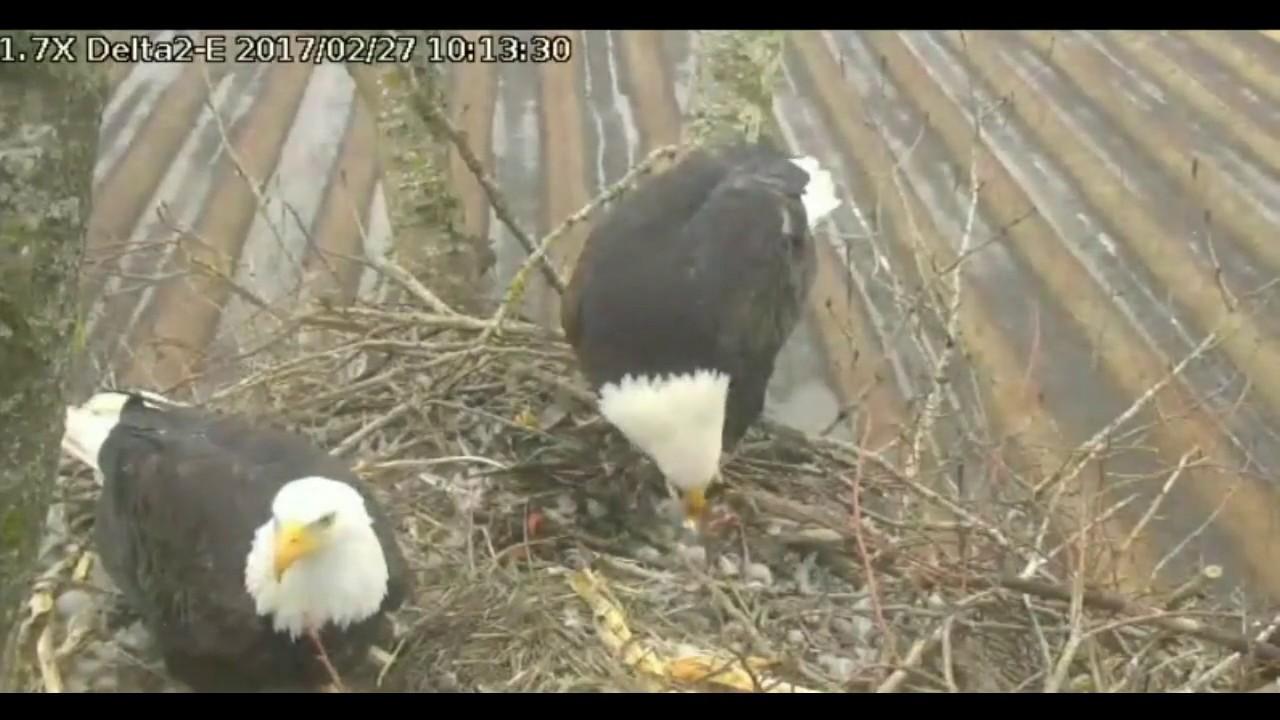 bald eagles in wisconsin Delta2 East view Feb 27, 2017 9:55am