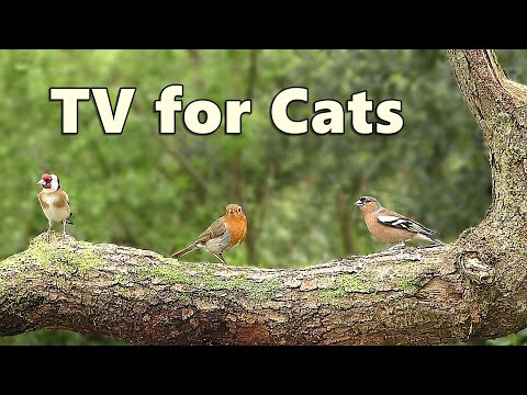 Cat TV Adventure ~ Videos for Cats to Watch ⭐ 8 HOURS ⭐