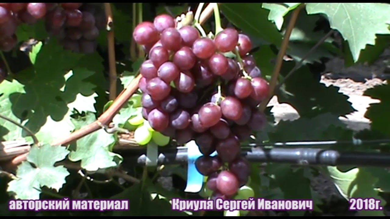 Виноград Изумление - зимостойкий, вкусный и товарный - YouTube