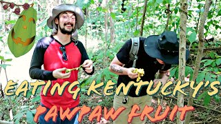 Eating the Paw Paw fruit  delicious native KY delicacy: Kentucky Food Forest