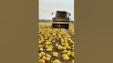 The Power of Agricultural Technology! Giant Pumpkin Harvester Debuts, Automating Pumpkin Harvesting!