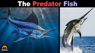 Atlantic Blue Marlin - The Apex Predator Fish Of The Oceans