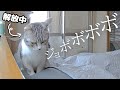 【実録】ベッドにオシッコをしまくる元ママ野良猫に飼い主は鬱になってしまいました……【後編】