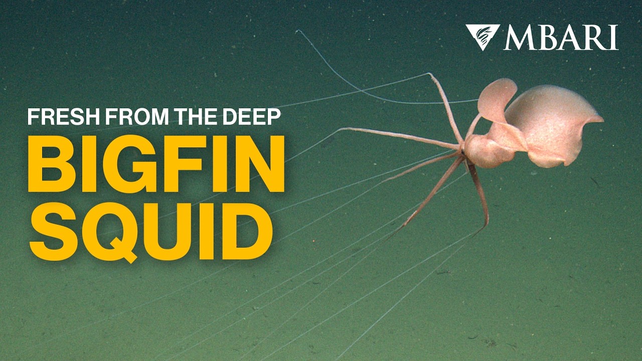 MBARI researchers film chance encounter with a rare deep-sea bigfin squid