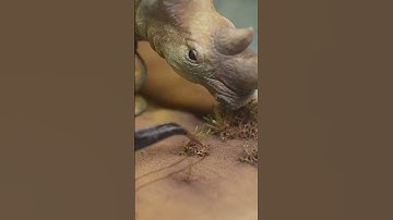 Making a diorama of a rhino and a hunter