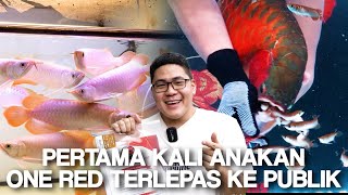 Eksklusif! Anakan ONE RED MASUK TRES AQUATICS!