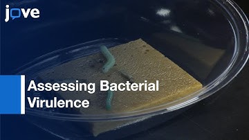 Rearing & Injection Of Manduca sexta Larvae To Assess Bacterial Virulence l Protocol Preview