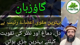 Health Benefits of Gaozaban Urdu/Hindi | Gaozaban ke fayde | Hakeem Zia ur Rehman