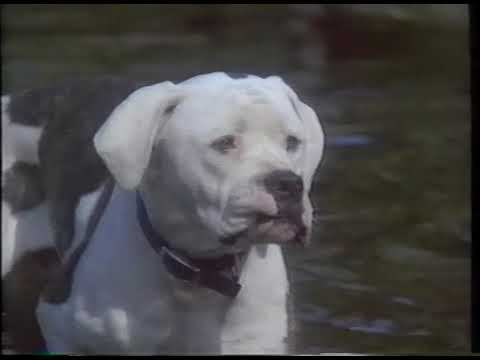 HB EPKCLIPS AnimalsFeaturetre
