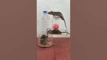 RAT TRAP - Best mouse trap ideas good mouse traps at home #mousetrap #rattrap #shorts#1924