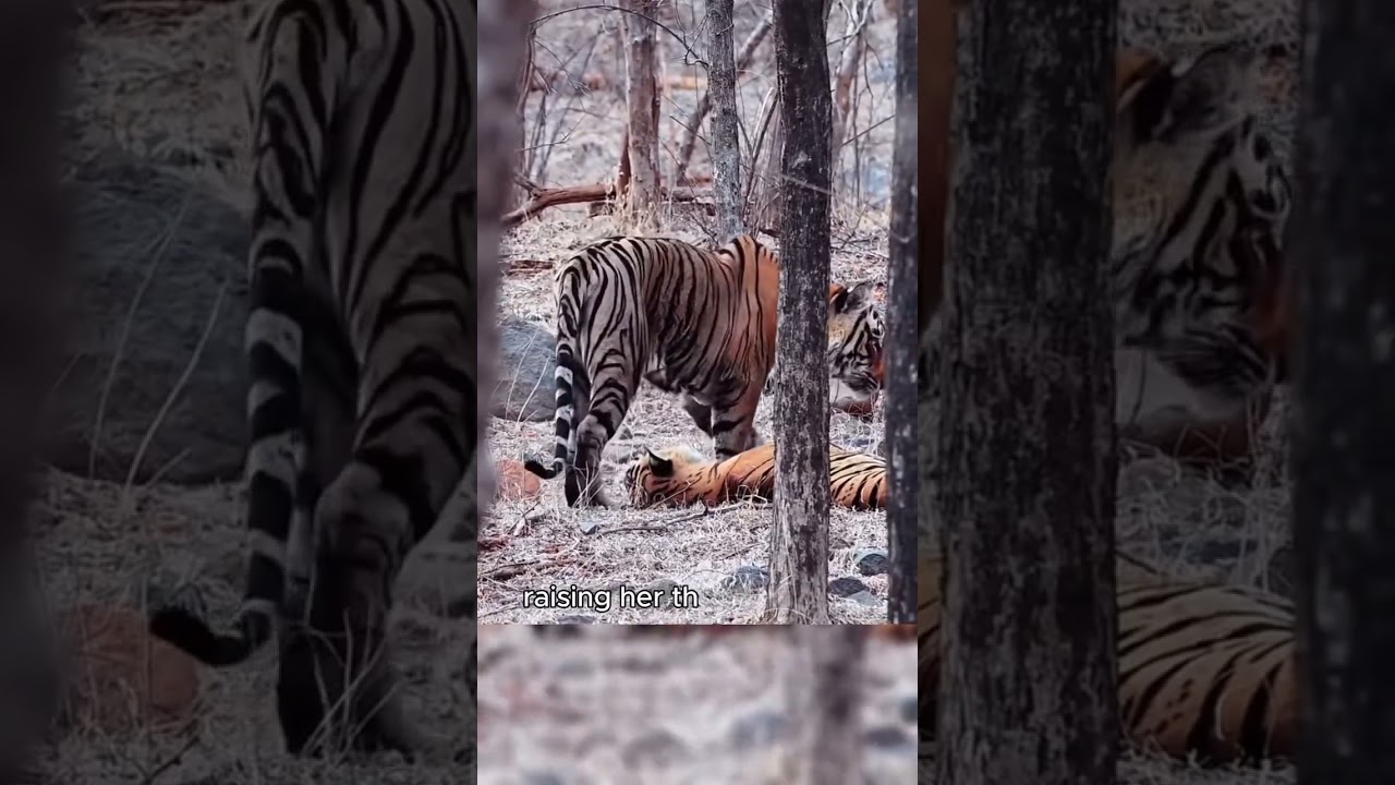 Arrowhead female tiger completes her mission. 