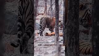 Arrowhead female tiger completes her mission. #said  #shortvideo #tiger #wildlife