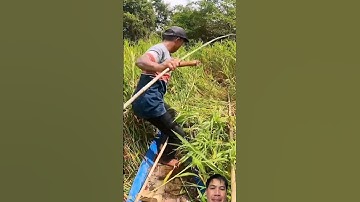 Cá LÓC VỊT MỒI/Snakehead fish used as bait for ducks.