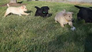 Goberian Puppies for Sale