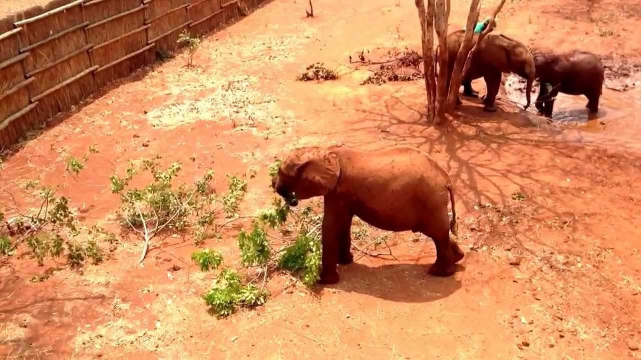 Lilayi Elephant Orphanage, Zambia YouTube