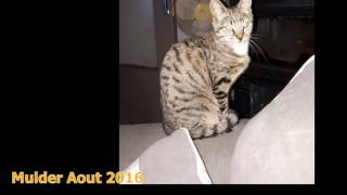 Video Animadopt 62 Juillet 2017