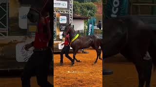 #agmleiloes #cavalo #pecuarista #horse #playvaquejada #cavalos #fazenda #lotesparavenda #cavalgada