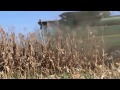 Harvesting Corn on Fritz Durst&#39;s Farm