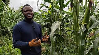 How Do You Test And Know If A Maize 🌽🌽 Is Fully Matured