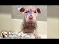 Purple Pittie Puppy Makes an INCREDIBLE Transformation | The Dodo Pittie Nation