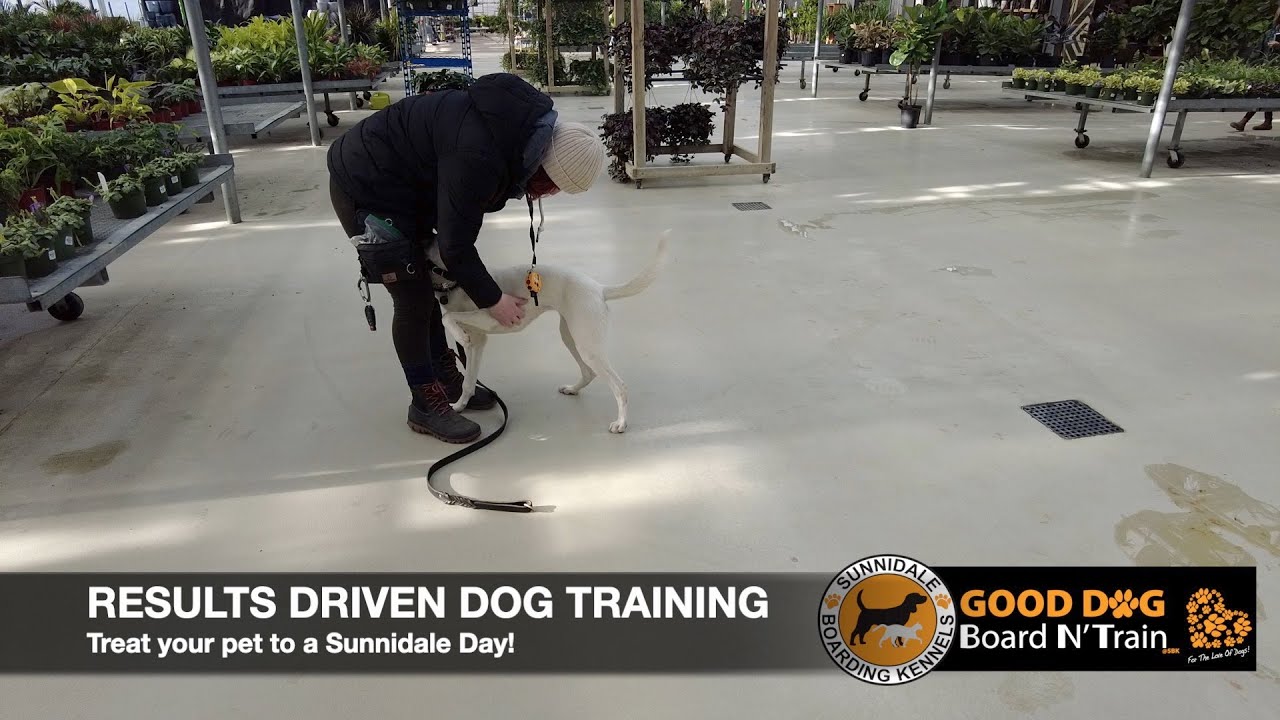 Sophia 30-Day GOOD DOG Board N' Train Program At Sunnidale Boarding Kennels