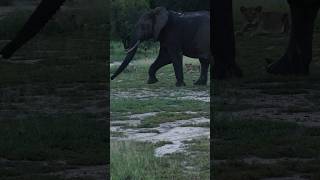 Grumpy Elephant Chases Nharu Pride &amp; Red Road Male!