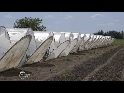 Video: Uzgoj Paprike Na Otvorenom Polju