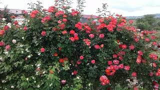роза декор арлекин, жалуюсь на вандалов, крымские пейзажи, питомник роз полины козловой rozarium.biz