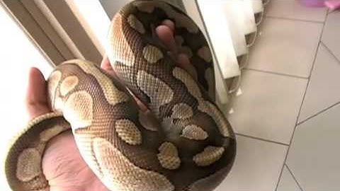 Zeus: The Lesser Platinum Ball Python