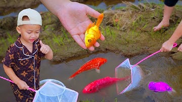 Tuyệt vời Em ổi bắt được cá cảnh đẹp trong ao nhỏ, cá chép Koi, cá thần tiên #cávàng #concá