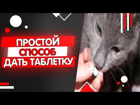 Как дать коту таблетку от глистов, как часто давать таблетки от глистов