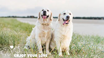Dog TV for Dogs to Watch 🐶Anti Anxiety Music for Dogs💖 Dogs Music