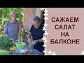 Как мы выращиваем салат на балконе.