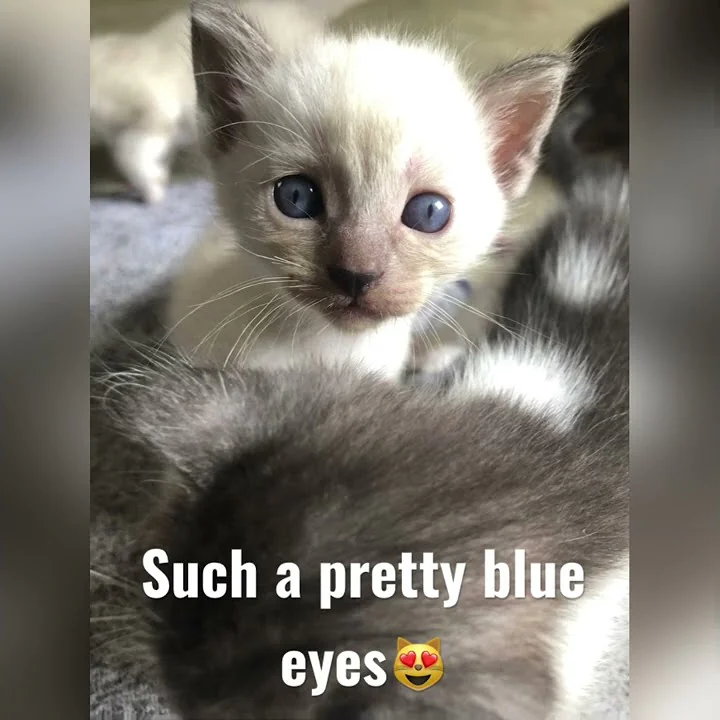 Watch the video about Such a pretty blue eyes| Siamese x Persian kittens #shorts #adorablekittens #funnykitten #funnyvideo
