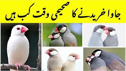 Birds Purchasing Right Time | Birds Purchasing Tips | How to Purchase Birds | Java Finch Farming